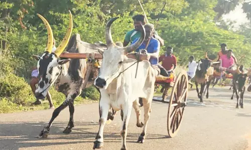 மணக்கரை மலைப்பார்வதி அம்மன் கோவில் கொடை விழா:மாட்டு வண்டி, குதிரை வண்டி பந்தயம்
