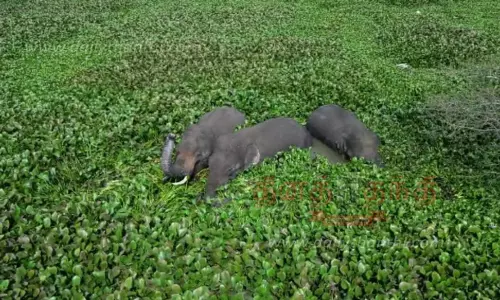 ஏரியில் ஆனந்த குளியல் போட்ட 3 யானைகள்