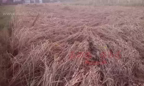 பருவம் தவறி பெய்த சாரல் மழையால் நெற்பயிர்கள் சேதம்