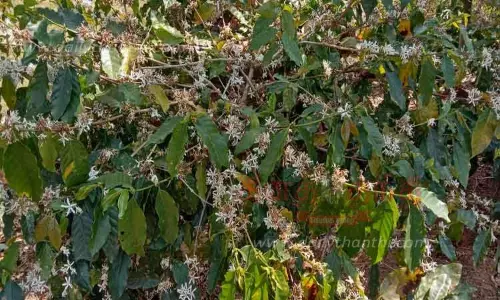 வால்பாறையில் முன்கூட்டியே காபி செடிகளில் பூத்த பூக்கள் வால்பாறையில் முன்கூட்டியே காபி செடிகளில் பூத்த பூக்கள்