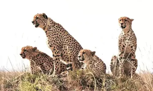 இந்தியாவுக்கு வர உள்ள மேலும் 14 - 16 சிவிங்கிப்புலிகள் - மத்திய மந்திரி தகவல்