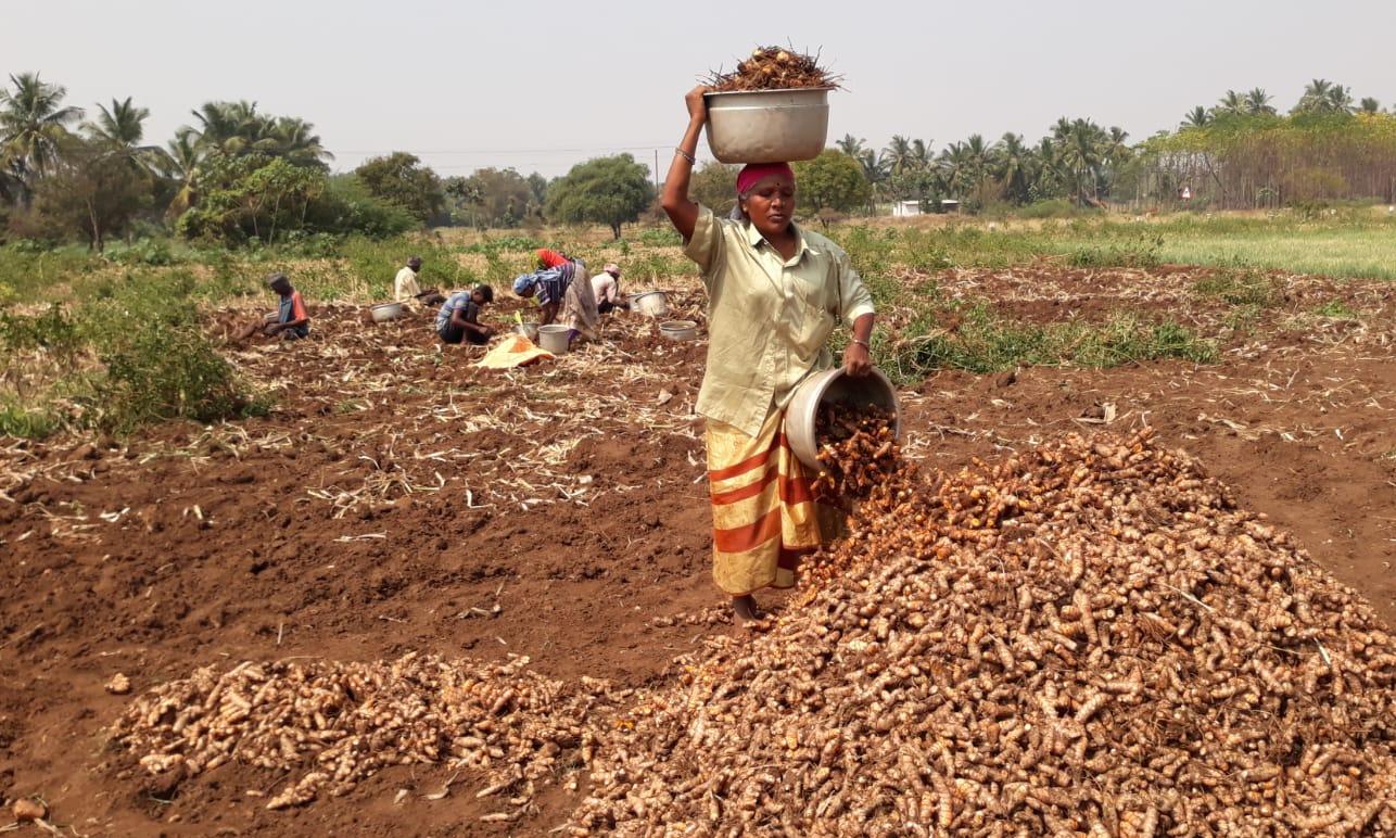 yield low in inset affect the ginger cultivation நோய் தாக்குதலால்