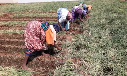 சின்ன வெங்காயம் விவசாயிகள் கண்ணீர் சின்ன வெங்காயம் விவசாயிகள் கண்ணீர்