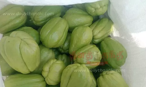 மேரக்காய் விலை கடும் வீழ்ச்சி