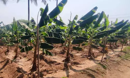 கிணத்துக்கடவு பகுதியில் விவசாய பயிர்களை சேதப்படுத்திய காட்டுப்பன்றிகள்-உரிய நடவடிக்கை எடுக்க விவசாயிகள் வலியுறுத்தல்