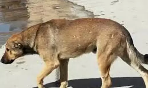 நோயாளியை வெறிநாய் கடித்து குதறியதால் பரபரப்பு