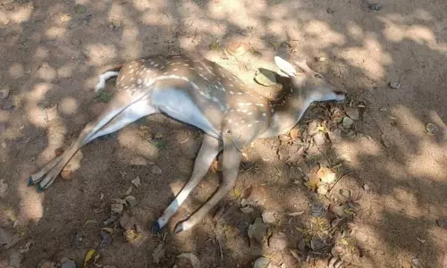 சாலையோரம் மர்மமான முறையில் செத்து கிடந்த புள்ளிமான்