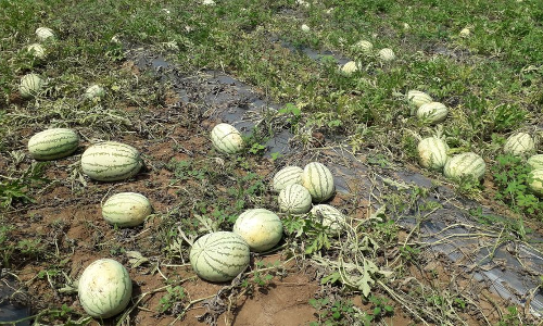 நெய்க்காரப்பட்டி பகுதியில் தர்பூசணி சாகுபடி தீவிரம்