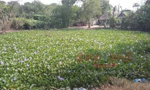 கட்டாரி குளத்தை சூழ்ந்துள்ள ஆகாய தாமரை செடிகள் அகற்றப்படுமா? கட்டாரி குளத்தை சூழ்ந்துள்ள ஆகாய தாமரை செடிகள் அகற்றப்படுமா?