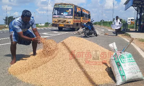 அறுவடை செய்த நெல்லை உலர வைக்கும் பணியில் விவசாயிகள் தீவிரம் அறுவடை செய்த நெல்லை உலர வைக்கும் பணியில் விவசாயிகள் தீவிரம்