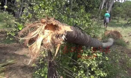 தோட்டத்தில் புகுந்த காட்டு யானைகள் அட்டகாசம் தோட்டத்தில் புகுந்த காட்டு யானைகள் அட்டகாசம்