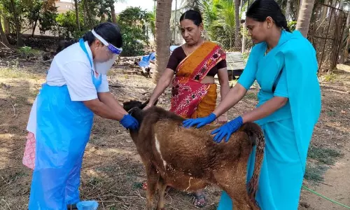 கால்நடை மருத்துவ முகாம்
