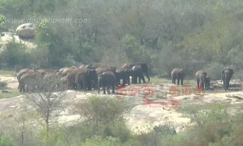 சானமாவு வனப்பகுதியில் 80 யானைகள் முகாம்