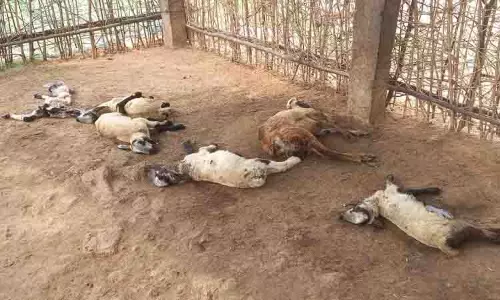 மர்ம விலங்கு கடித்து 8 ஆடுகள் சாவு