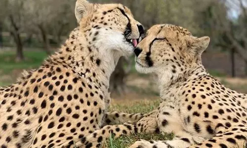 குனோ தேசிய பூங்காவுக்கு மேலும் 12 சிறுத்தை புலிகள் வருகை குனோ தேசிய பூங்காவுக்கு மேலும் 12 சிறுத்தை புலிகள் வருகை