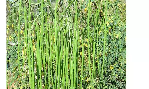 4 டன் முருங்கைக்காய் வரத்து