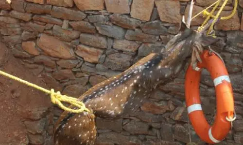 கிணற்றுக்குள் தவறி விழுந்த புள்ளிமான் மீட்பு.