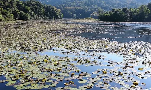கொடைக்கானலில்மாசடைந்து வரும் கூக்கால் ஏரி