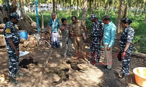 தெருநாய்கள் கடித்து 14 கோழிகள், 3 ஆடுகள் செத்தன