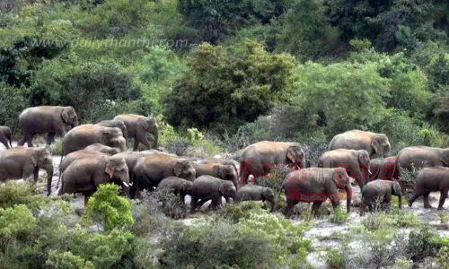 80 யானைகளை கர்நாடக வனப்பகுதிக்கு விரட்ட தீவிர நடவடிக்கை