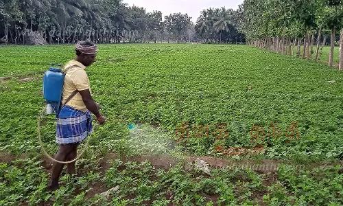 பூச்சி தாக்குதலை கட்டுப்படுத்த மருந்து தெளிக்கும் பணி தீவிரம்