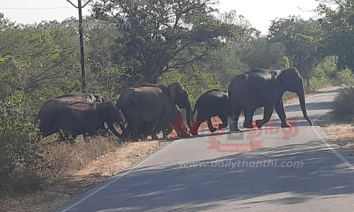 சாலையை கடந்த யானைகள்