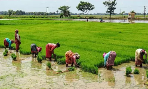 2023-24 வேளாண் பட்ஜெட்: இதுவரை 700-க்கும் அதிகமான கருத்துகள் வரப்பெற்றுள்ளதாக அமைச்சர் தகவல் 2023-24 வேளாண் பட்ஜெட்: இதுவரை 700-க்கும் அதிகமான கருத்துகள் வரப்பெற்றுள்ளதாக அமைச்சர் தகவல்