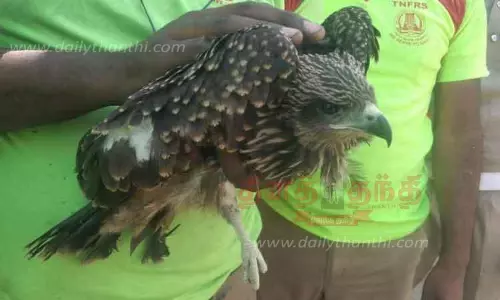 பறக்க முடியாமல் தவித்த பருந்து மீட்பு