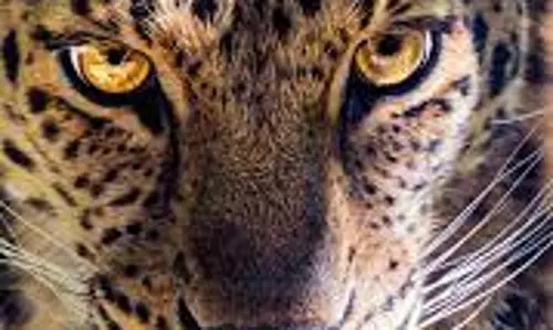 கபிலர்மலை பகுதியில்10 நாட்களாக தொடரும் சிறுத்தைப்புலியின் அட்டகாசம்கால்நடைகளை கொல்வதால் விவசாயிகள் வேதனை