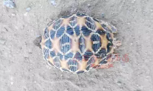 அரியவகை நட்சத்திர ஆமை மீட்பு அரியவகை நட்சத்திர ஆமை மீட்பு