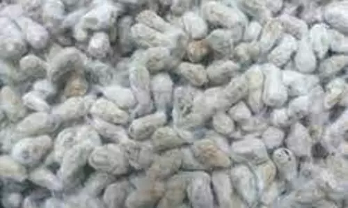 விவசாயிகளிடம் தரமற்ற பருத்தி விதை விற்றால் கடும் நடவடிக்கை:வேளாண்மை அதிகாரி எச்சரிக்கை