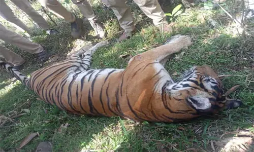 தாத்தா-பேரனை கொன்ற ஆட்கொல்லி புலி பிடிபட்டது