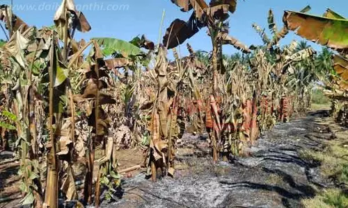 300 வாழை மரங்கள் தீயில் கருகின 300 வாழை மரங்கள் தீயில் கருகின