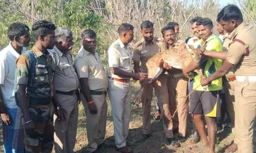 கடமலைக்குண்டு அருகேகிணற்றில் தவறி விழுந்த புள்ளி மான் மீட்பு