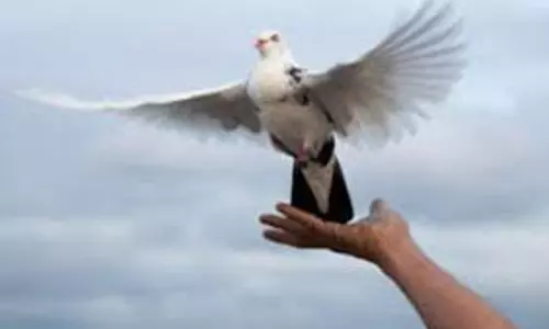 புறா பந்தயம்