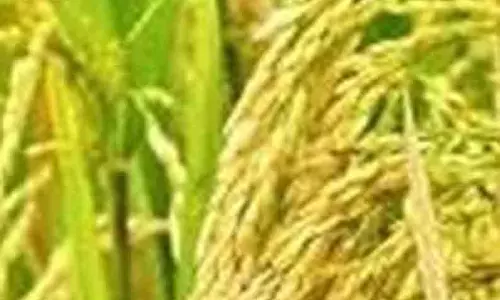 நெல் விதைகளை விற்பனை செய்ய வேண்டும்