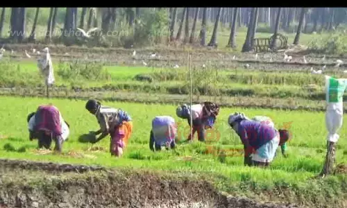 நெல் நாற்று நடும் பணி தீவிரம்