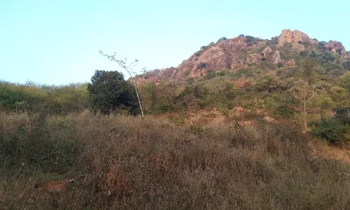 தக்கலை அருகே பரபரப்பு:3 குட்டிகளுடன் உலாவரும் சிறுத்தையால் பொதுமக்கள் அச்சம்