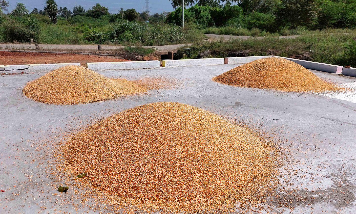 Maize is a bumper crop மக்காச்சோளம் அமோக விளைச்சல்