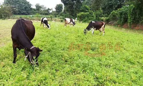 விலை வீழ்ச்சியால் ஆடு, மாடுகளுக்கு உணவாகும் கொத்தமல்லி