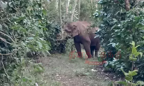 ரேஷன் கடையை உடைத்த காட்டுயானை