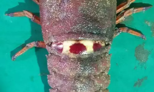 மீனவர்கள் வலையில் சிக்கிய அரிய வகை பேய் சிங்கி இறால் மீனவர்கள் வலையில் சிக்கிய அரிய வகை பேய் சிங்கி இறால்