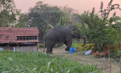 பென்னாகரம் அருகேகிராமங்களில் சுற்றித்திரியும் ஆண் யானைவனப்பகுதிக்குள் விரட்டும் பணி தீவிரம்
