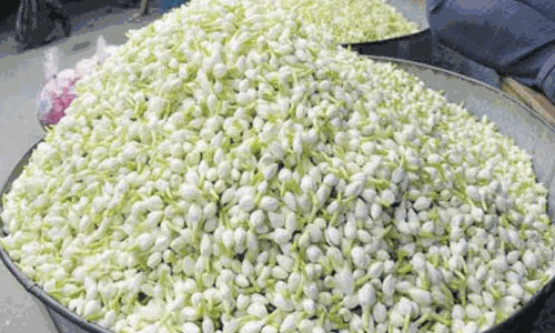 பூக்கள் விலை கிடுகிடு உயர்வு பூக்கள் விலை கிடுகிடு உயர்வு