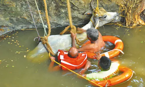 திருத்தணி  அருகே கிணற்றுக்குள் தவறி விழுந்த பசுமாடு மீட்பு