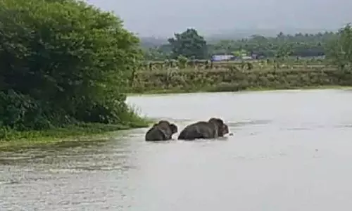 சிறுவாணி அணை நீர்மட்டம் 19 அடியாக குறைந்தது