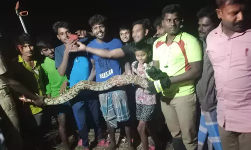 10 அடி நீள மலைப்பாம்பு பிடிப்பட்டது