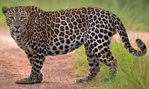 இருக்கூர் பகுதியில் நடமாடும்சிறுத்தைப்புலி கல்குவாரியில் பதுங்கல்?