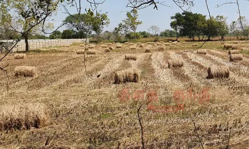 நெல் அறுவடைக்கு பின் வைக்கோல் கட்டும் பணி தீவிரம்