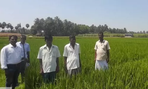 நெல்வயல்களில் எலிகள் தொல்லை நெல்வயல்களில் எலிகள் தொல்லை